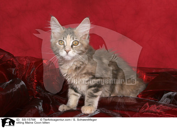 sitzendes Maine Coon Ktzchen / sitting Maine Coon kitten / SS-15788