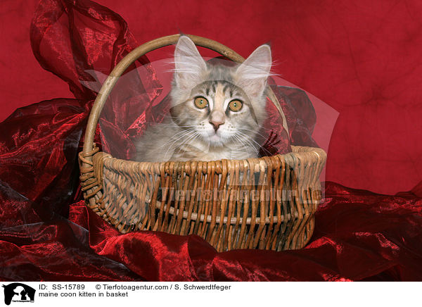 Maine Coon Ktzchen im Korb / maine coon kitten in basket / SS-15789