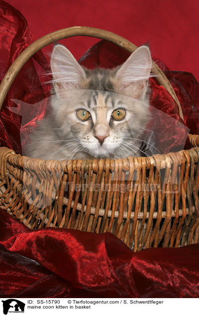 Maine Coon Ktzchen im Korb / maine coon kitten in basket / SS-15790