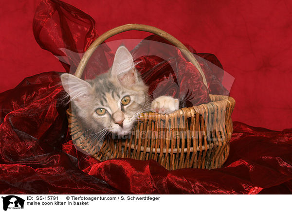 Maine Coon Ktzchen im Korb / maine coon kitten in basket / SS-15791