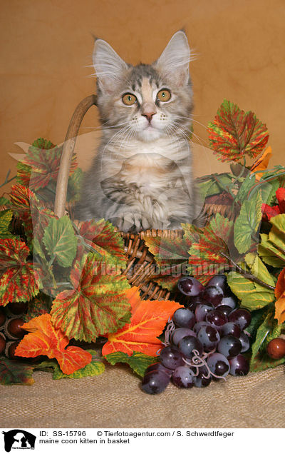 Maine Coon Ktzchen im Korb / maine coon kitten in basket / SS-15796