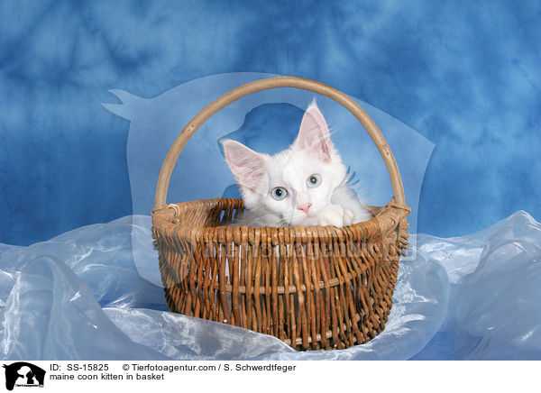 Maine Coon Ktzchen im Korb / maine coon kitten in basket / SS-15825