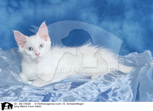 liegendes Maine Coon Ktzchen / lying Maine Coon kitten / SS-15829