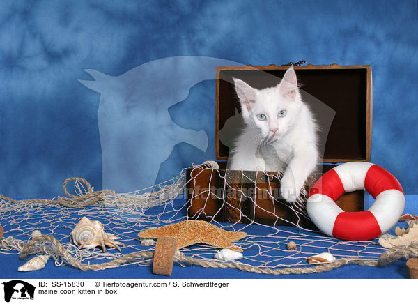 Maine Coon Ktzchen in Truhe / maine coon kitten in box / SS-15830