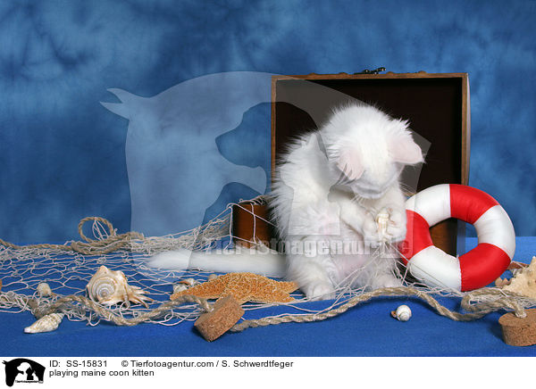 spielendes Maine Coon Ktzchen / playing maine coon kitten / SS-15831