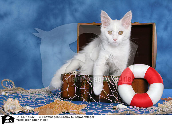 Maine Coon Ktzchen in Truhe / maine coon kitten in box / SS-15832