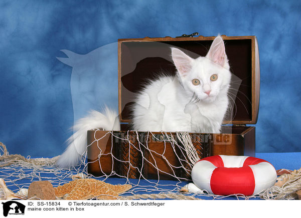 Maine Coon Ktzchen in Truhe / maine coon kitten in box / SS-15834