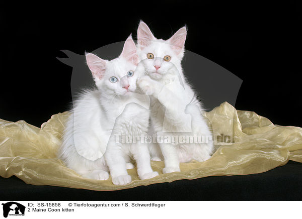 2 se Maine Coon Ktzchen / 2 Maine Coon kitten / SS-15858