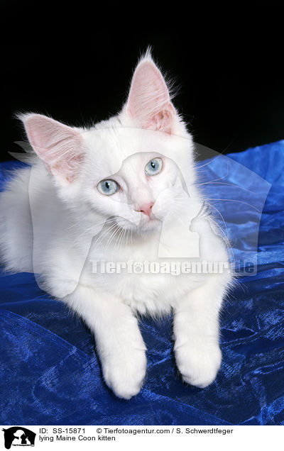 liegendes Maine Coon Ktzchen / lying Maine Coon kitten / SS-15871