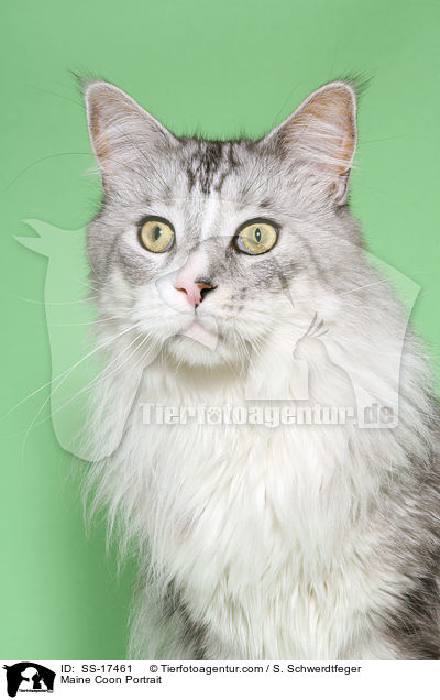 Maine Coon Portrait / Maine Coon Portrait / SS-17461