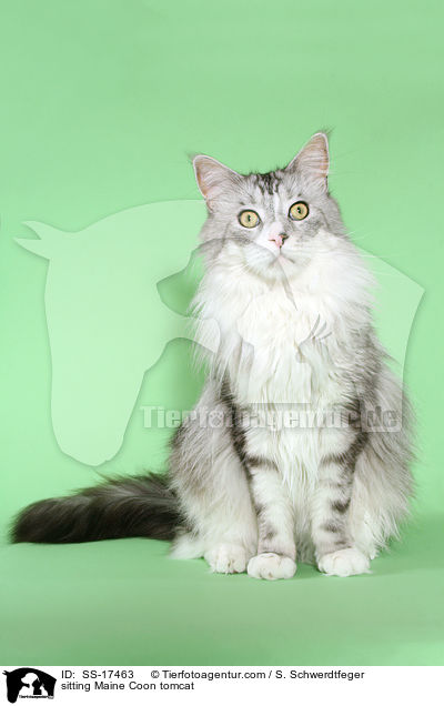 sitzender Maine Coon Kater / sitting Maine Coon tomcat / SS-17463
