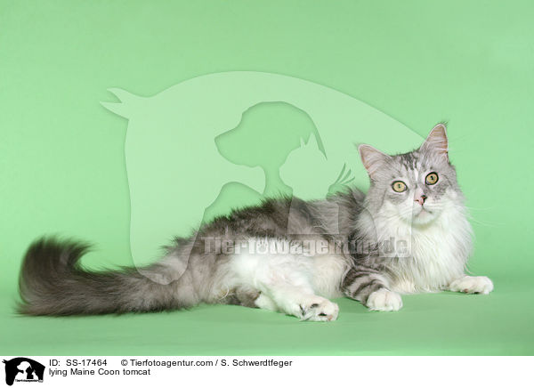 liegender Maine Coon Kater / lying Maine Coon tomcat / SS-17464