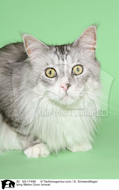 liegender Maine Coon Kater / lying Maine Coon tomcat / SS-17466