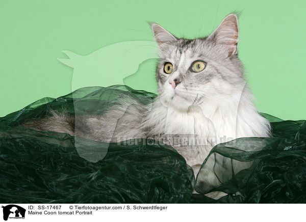 Maine Coon Kater Portrait / Maine Coon tomcat Portrait / SS-17467