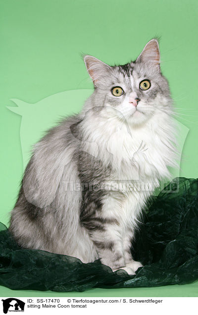 sitzender Maine Coon Kater / sitting Maine Coon tomcat / SS-17470