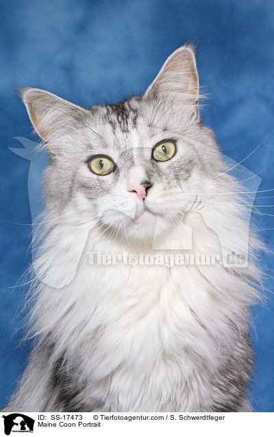Maine Coon Portrait / SS-17473