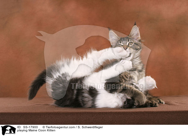 spielende Maine Coon Ktzchen / playing Maine Coon Kitten / SS-17900