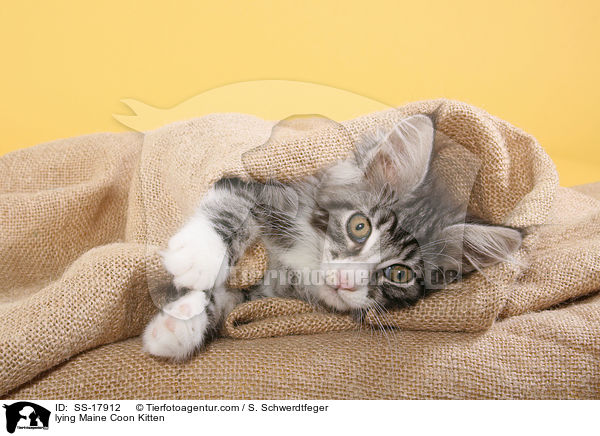 liegendes Maine Coon Ktzchen / lying Maine Coon Kitten / SS-17912