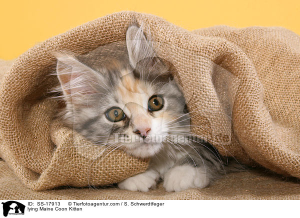 liegendes Maine Coon Ktzchen / lying Maine Coon Kitten / SS-17913