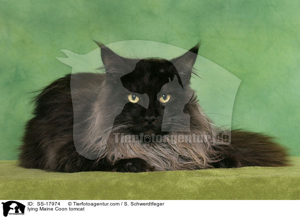 liegender Maine Coon Kater / lying Maine Coon tomcat / SS-17974