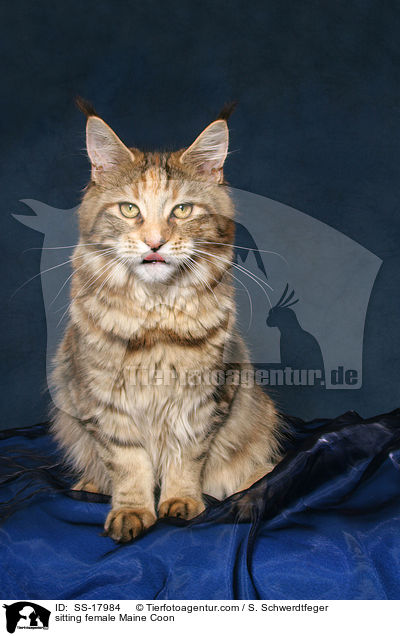 sitzende Maine Coon Ktzin / sitting female Maine Coon / SS-17984