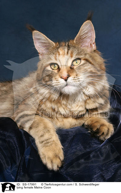 liegende Maine Coon Ktzin / lying female Maine Coon / SS-17991
