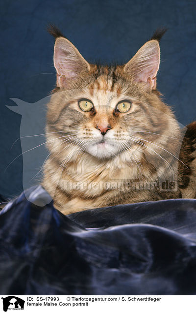 Maine Coon Ktzin im Portrait / female Maine Coon portrait / SS-17993