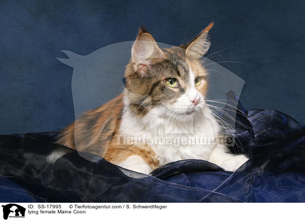 liegende Maine Coon Ktzin / lying female Maine Coon / SS-17995