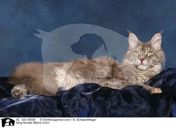 liegende Maine Coon Ktzin / lying female Maine Coon / SS-18006