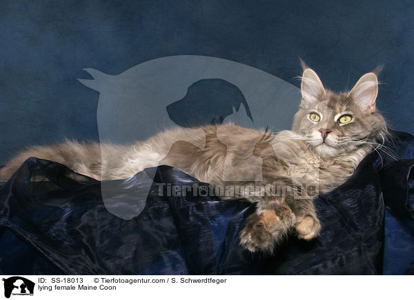 liegende Maine Coon Ktzin / lying female Maine Coon / SS-18013