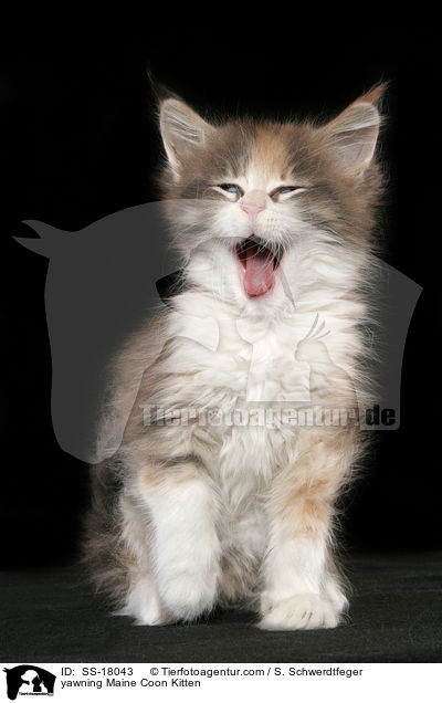ghnendes Maine Coon Ktzchen / yawning Maine Coon Kitten / SS-18043