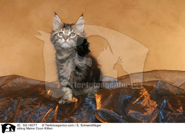 sitzendes Maine Coon Ktzchen / sitting Maine Coon Kitten / SS-18077