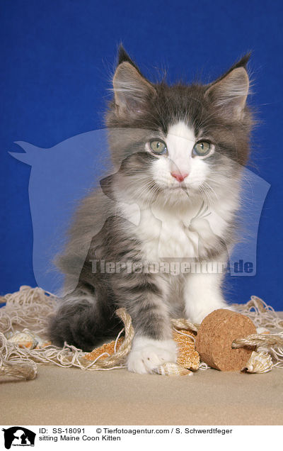 sitzendes Maine Coon Ktzchen / sitting Maine Coon Kitten / SS-18091