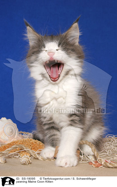 ghnendes Maine Coon Ktzchen / yawning Maine Coon Kitten / SS-18095