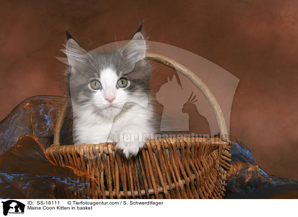 Maine Coon Ktzchen im Korb / Maine Coon Kitten in basket / SS-18111