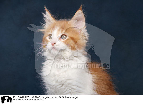 Maine Coon Ktzchen Portrait / Maine Coon Kitten Portrait / SS-18117