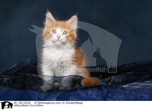 sitzendes Maine Coon Ktzchen / sitting Maine Coon Kitten / SS-18123