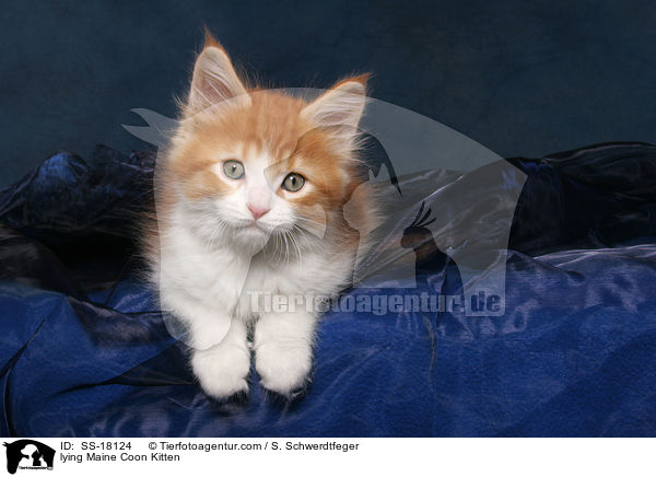 liegendes Maine Coon Ktzchen / lying Maine Coon Kitten / SS-18124