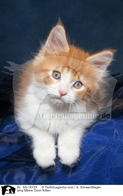 liegendes Maine Coon Ktzchen / lying Maine Coon Kitten / SS-18125