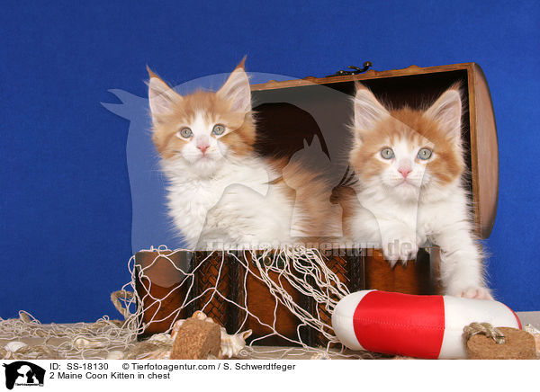 2 Maine Coon Ktzchen in Truhe / 2 Maine Coon Kitten in chest / SS-18130