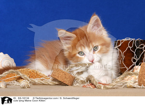 ses liegendes Maine Coon Ktzchen / cute lying Maine Coon Kitten / SS-18134