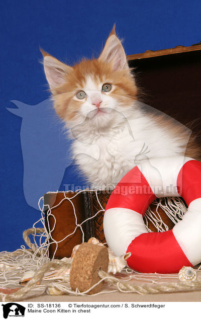 Maine Coon Ktzchen in Truhe / Maine Coon Kitten in chest / SS-18136