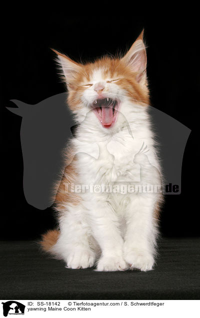 ghnendes Maine Coon Ktzchen / yawning Maine Coon Kitten / SS-18142
