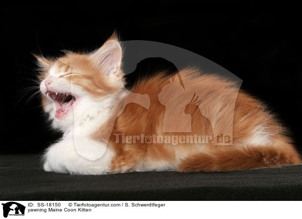 ghnendes Maine Coon Ktzchen / yawning Maine Coon Kitten / SS-18150