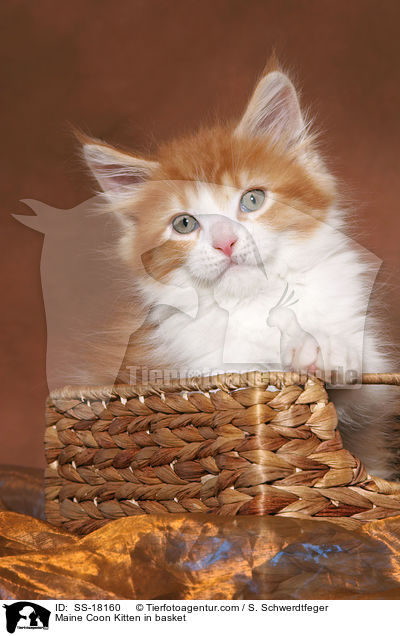 Maine Coon Ktzchen im Krbchen / Maine Coon Kitten in basket / SS-18160