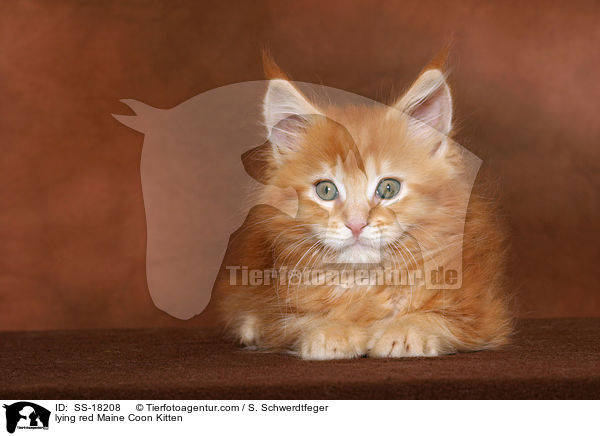 liegendes rotes Maine Coon Ktzchen / lying red Maine Coon Kitten / SS-18208