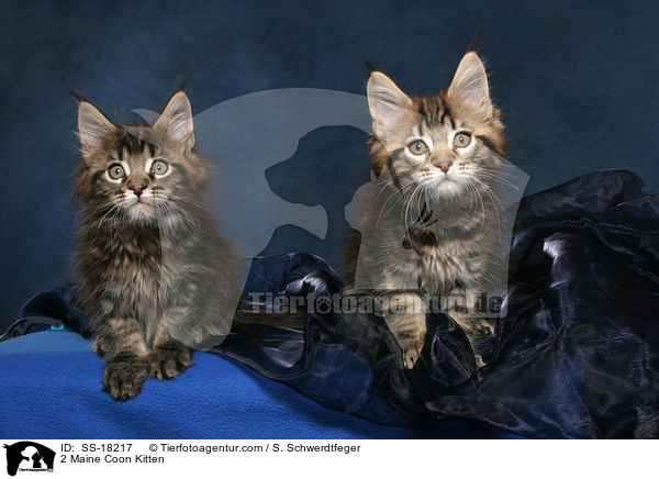2 Maine Coon Ktzchen / 2 Maine Coon Kitten / SS-18217