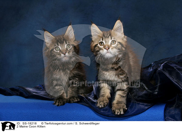 2 Maine Coon Ktzchen / 2 Maine Coon Kitten / SS-18218