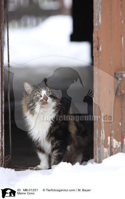 Maine Coon / Maine Coon / MB-01251