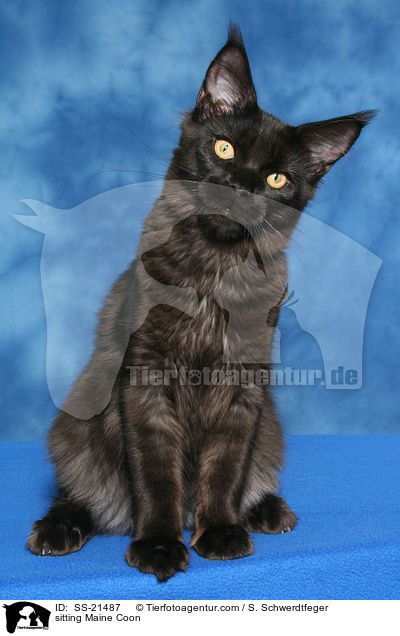 sitzende Maine Coon / sitting Maine Coon / SS-21487